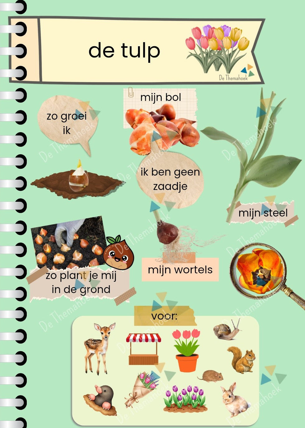thema boerderij, informatiebladen, kleuters, groep 1/2, aanvankelijk lezen, themahoek boerderij, thema op de boerderij, boerderijdieren, dieren van de boerderij, op de boerderij met kleuters, leeshoek, de themahoek, themahoek, bloemen, tulp