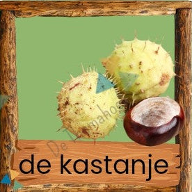 thema bos, memory, kleuters, woordenschat, groep 1/2, bos spel, bos memory, de themahoek, themahoek bos, auditieve oefeningen, woordkaartjes thema bos, bos woordkaarten