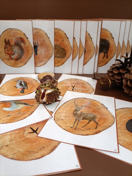 thema bos, kleuters, sporen dieren, dieren in het bos, bosdieren, groep 1/2, rekenen, themahoek bos, de themahoek, thema herfst, herfst 