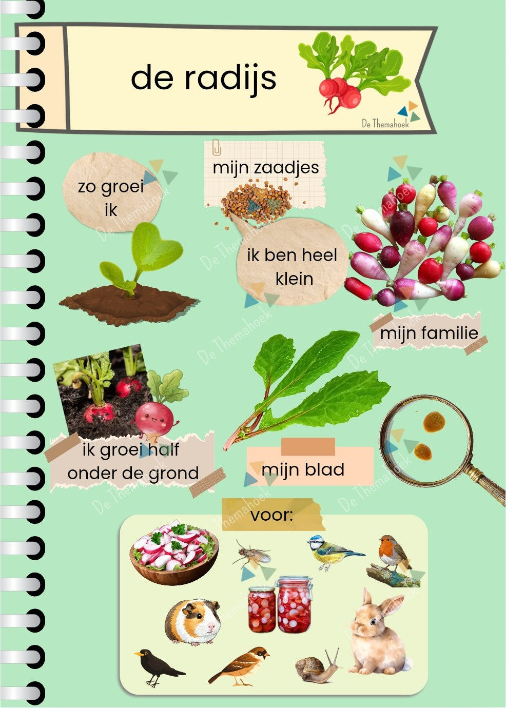 thema boerderij, informatiebladen, kleuters, groep 1/2, aanvankelijk lezen, themahoek boerderij, thema op de boerderij, boerderijdieren, dieren van de boerderij, op de boerderij met kleuters, leeshoek, de themahoek, themahoek, groente, de boerderijwinkel kleuters